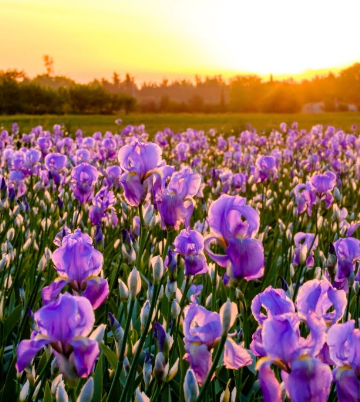 Funeral Notice Profile Image