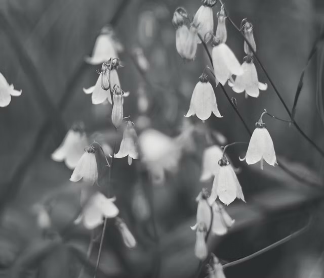 Funeral Notice Profile Image