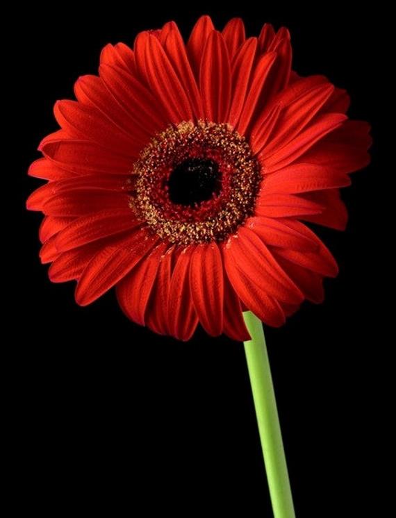 Funeral Notice Profile Image