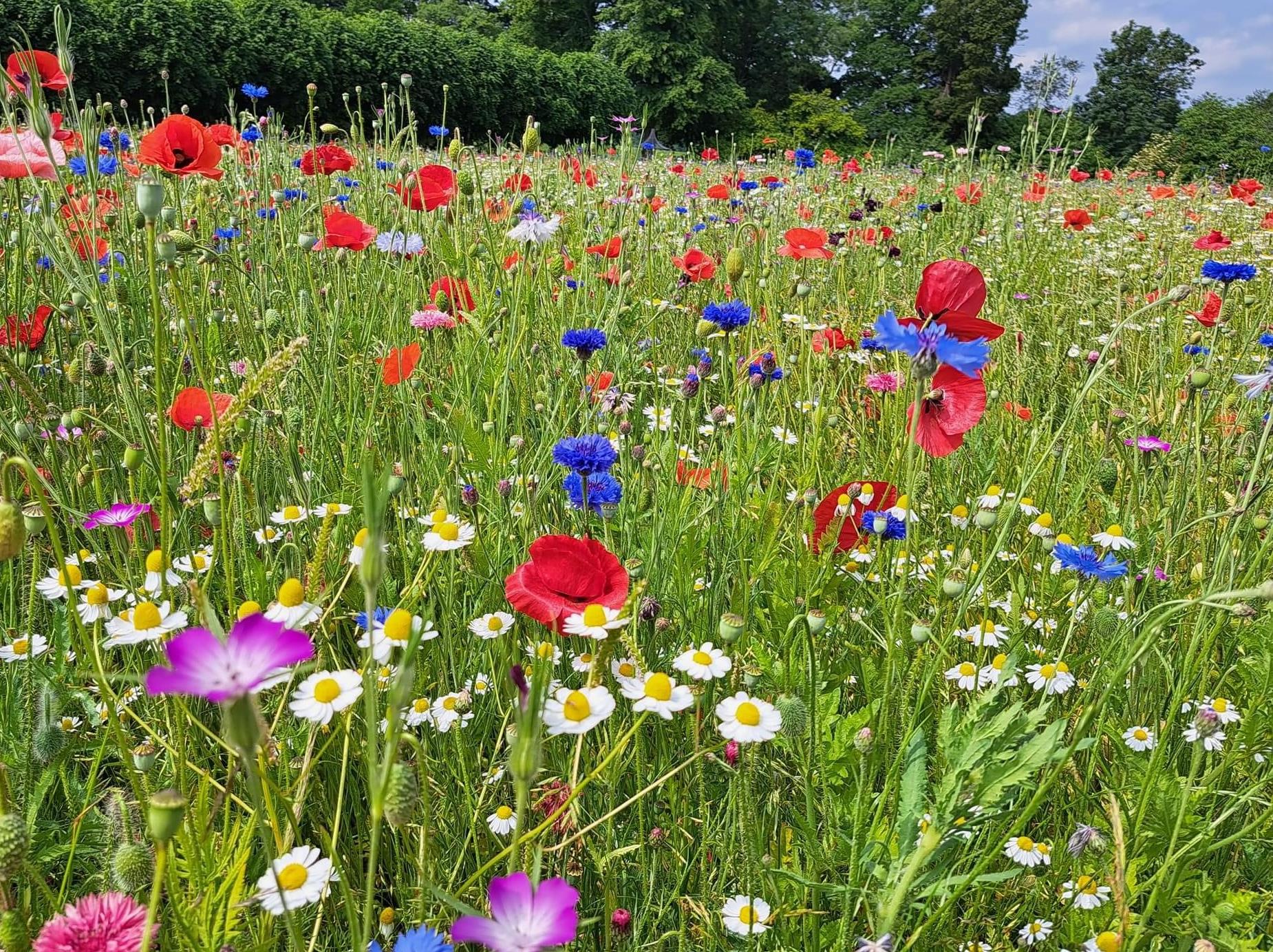 Funeral Notice Profile Image