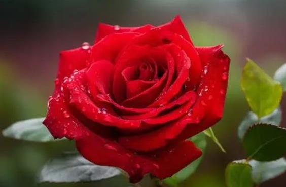 Funeral Notice Profile Image