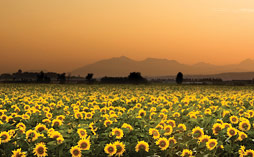 A field of sunflowers at sunset