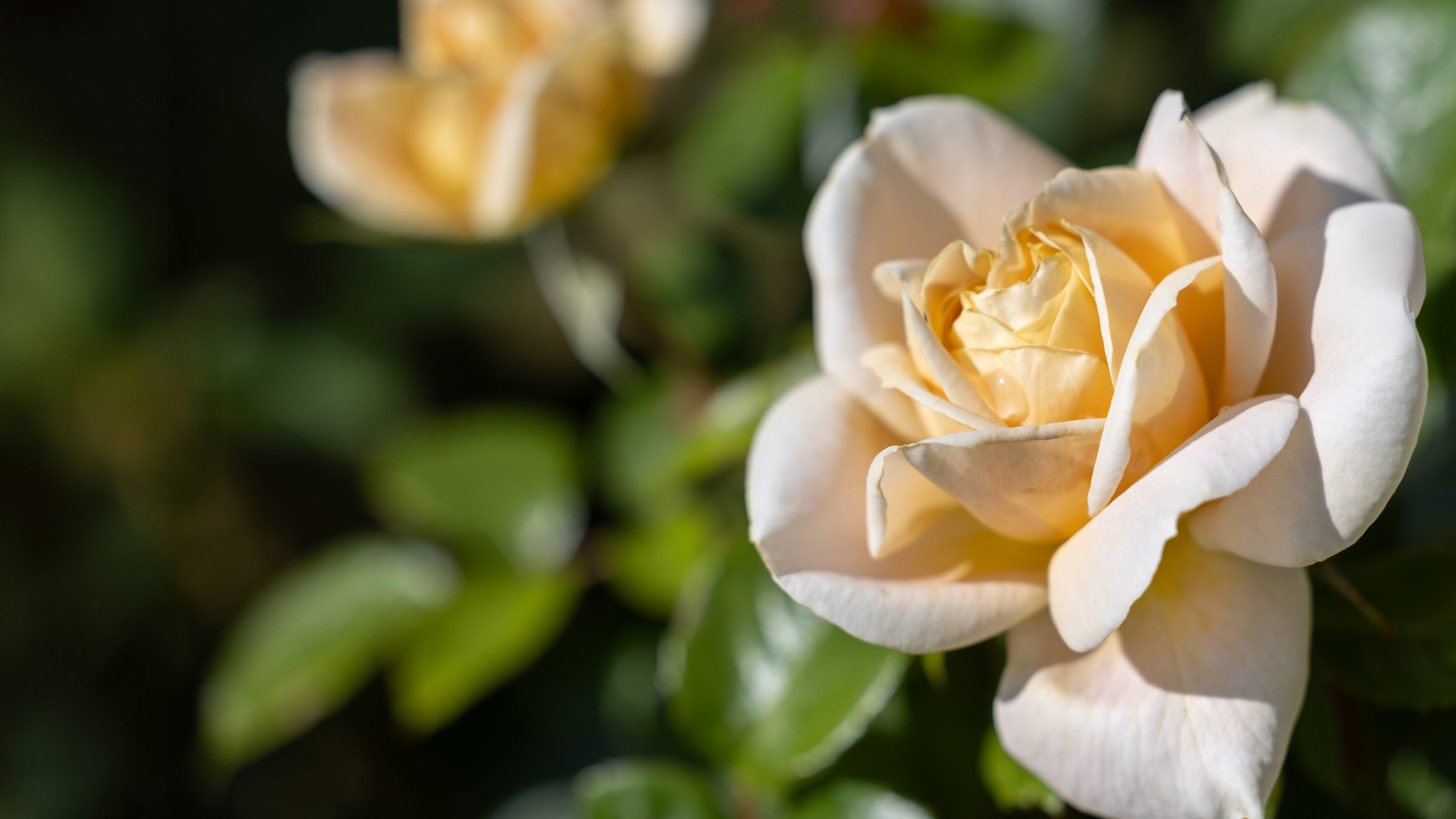 A cream rose in bloom
