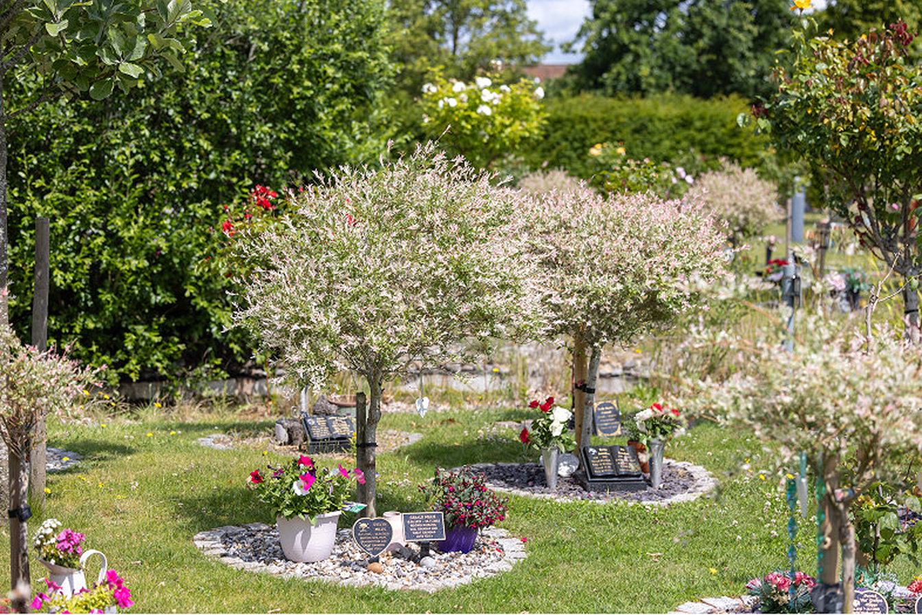 A memorial garden with small flowering trees, planted borders and memorial plaques on a lawn.