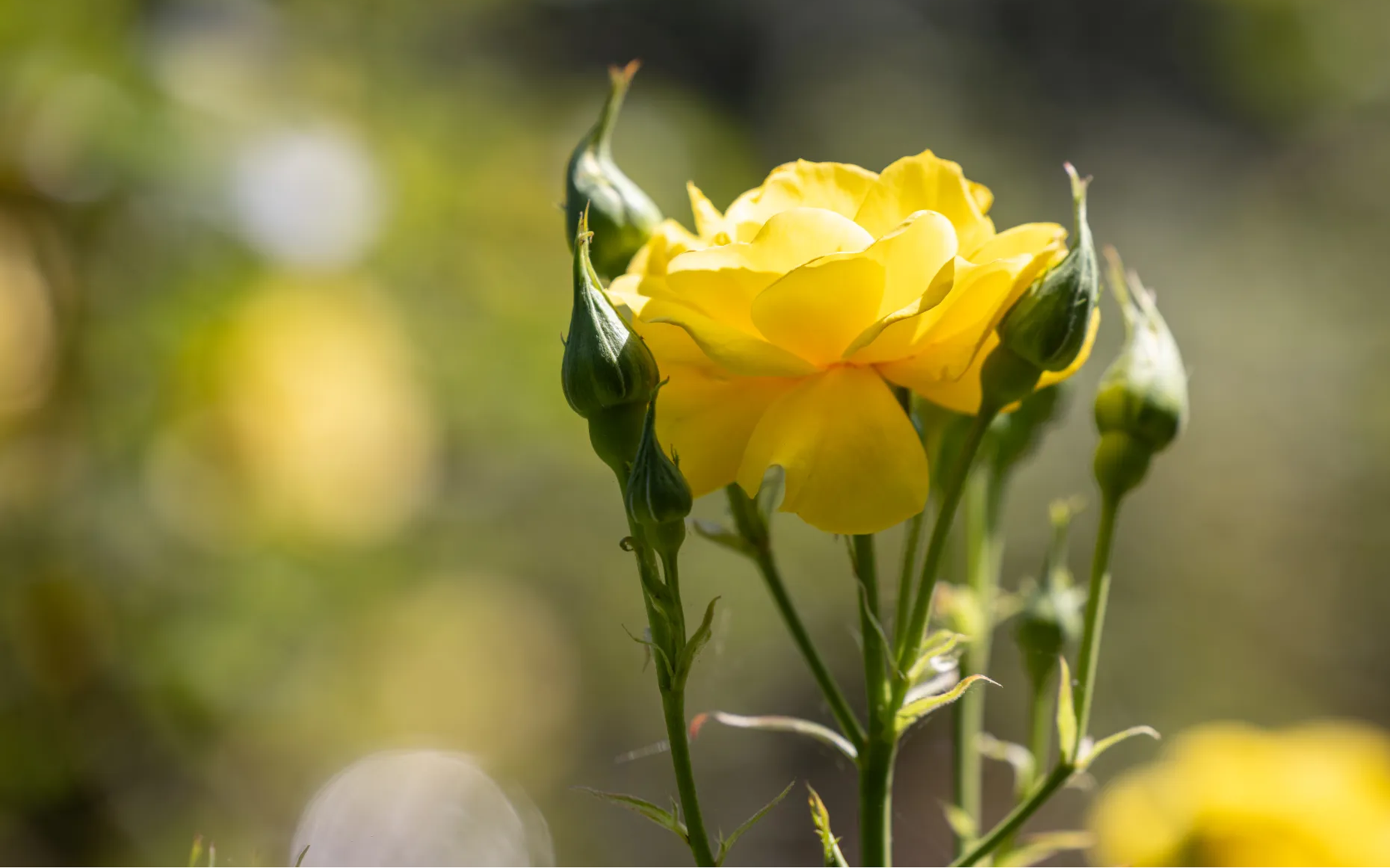 A yellow rose in full bloom with unopened buds, lit by sunlight in a garden.