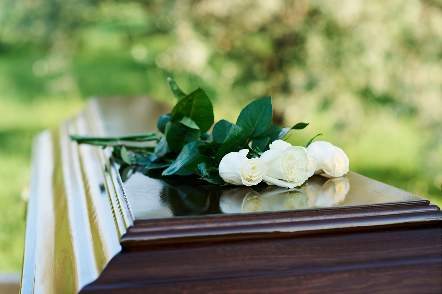 White roses and green foliage resting on the lid of a polished dark wood coffin outdoors.