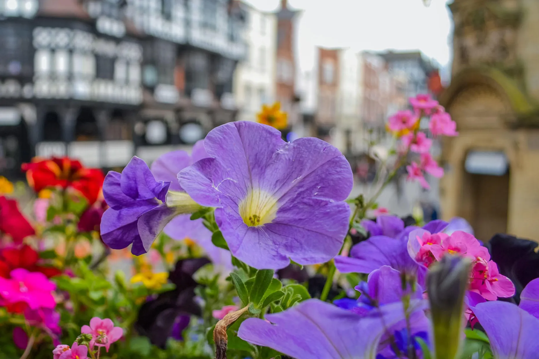 Flowers with Chester city centre in the background