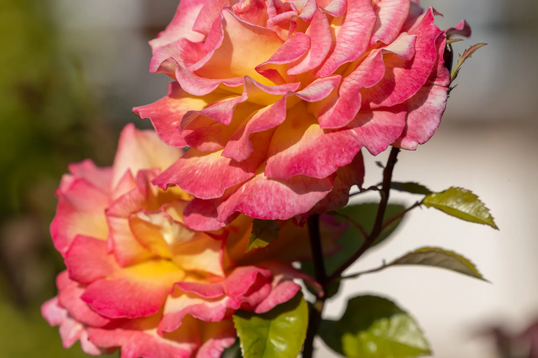 Roses 