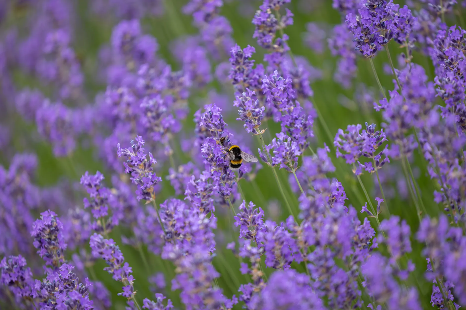 Lavender and wildlife
