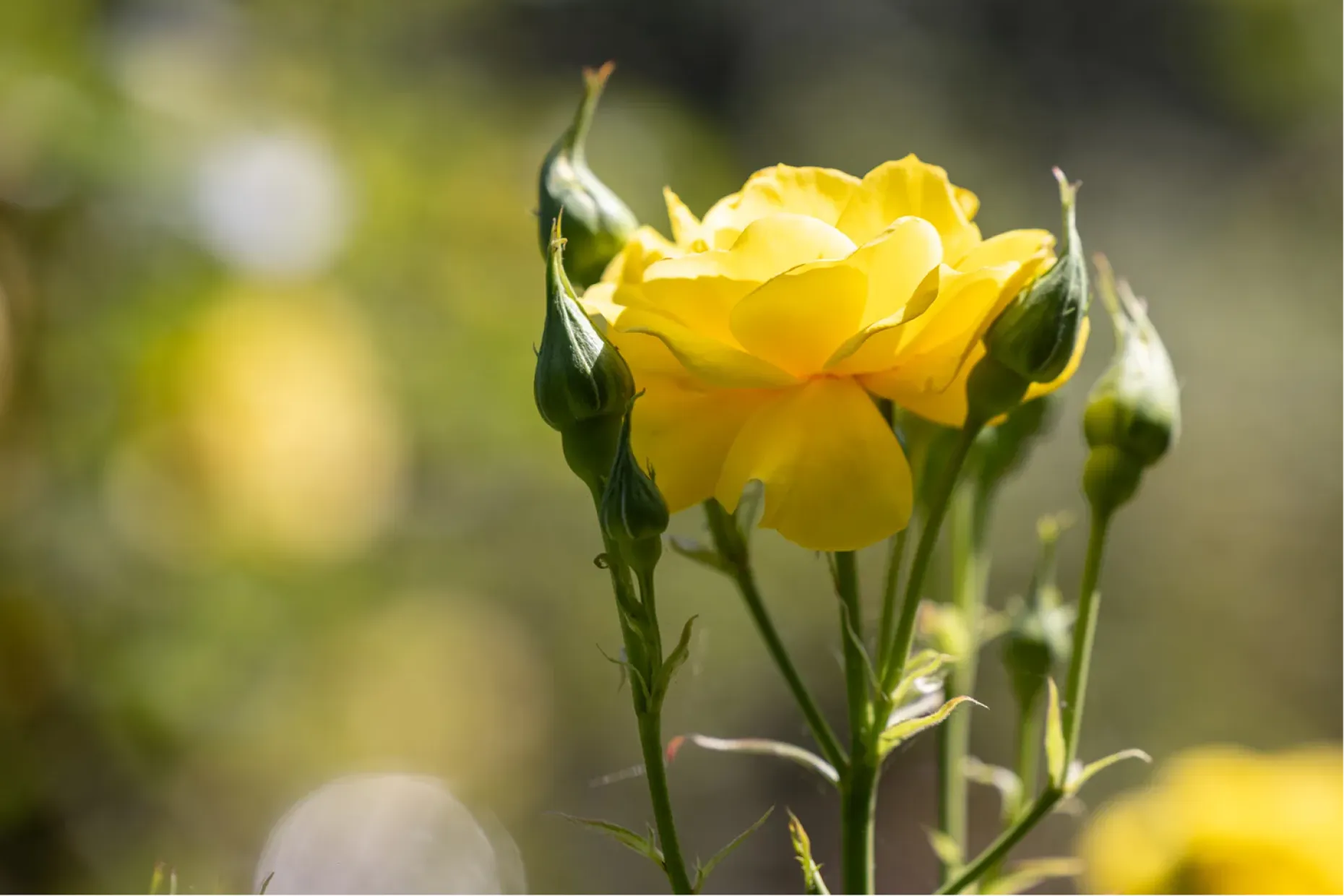 A single yellow rose in bloom with two closed buds, against a soft green background.