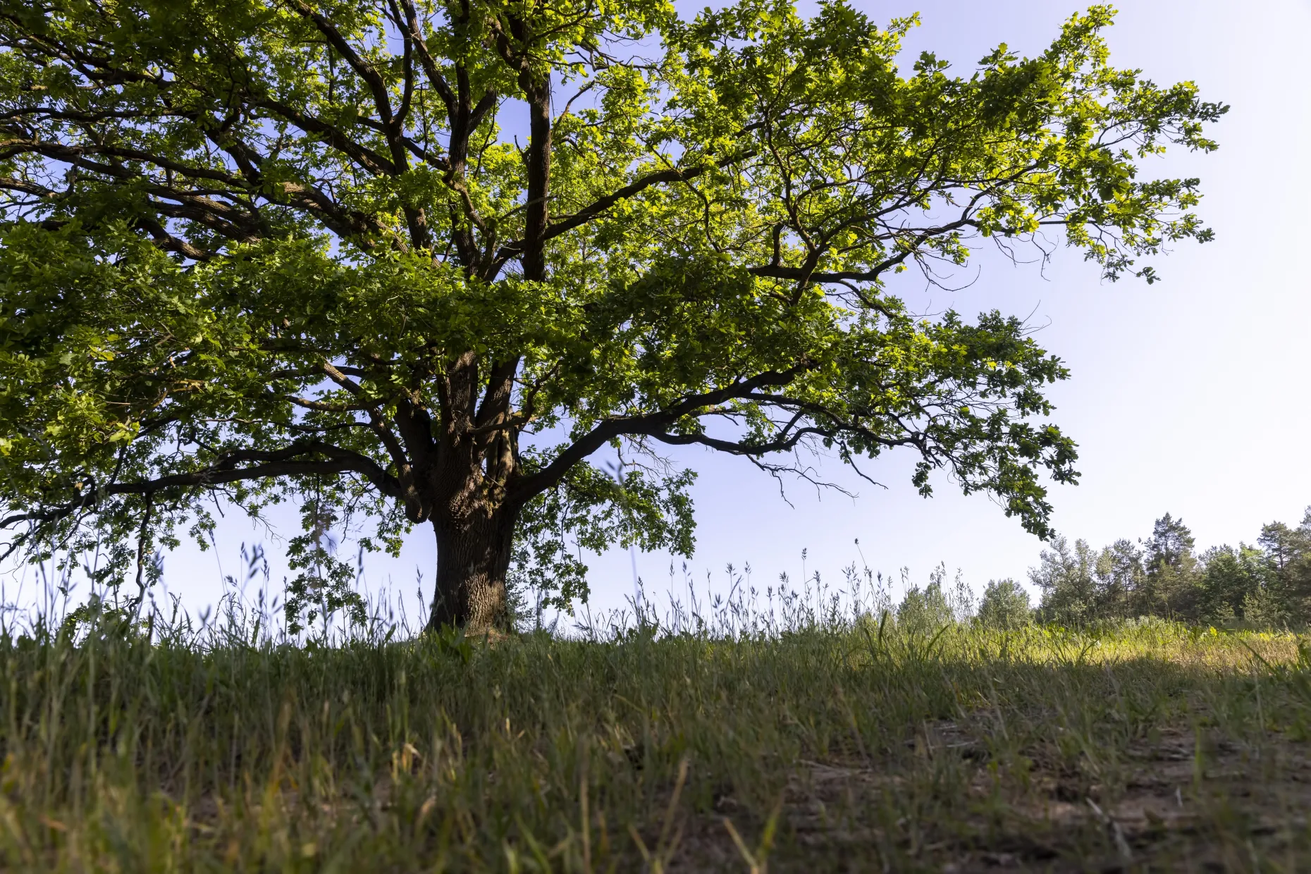 A large broadleaf tree standing alone in a green meadow under a blue sky.
